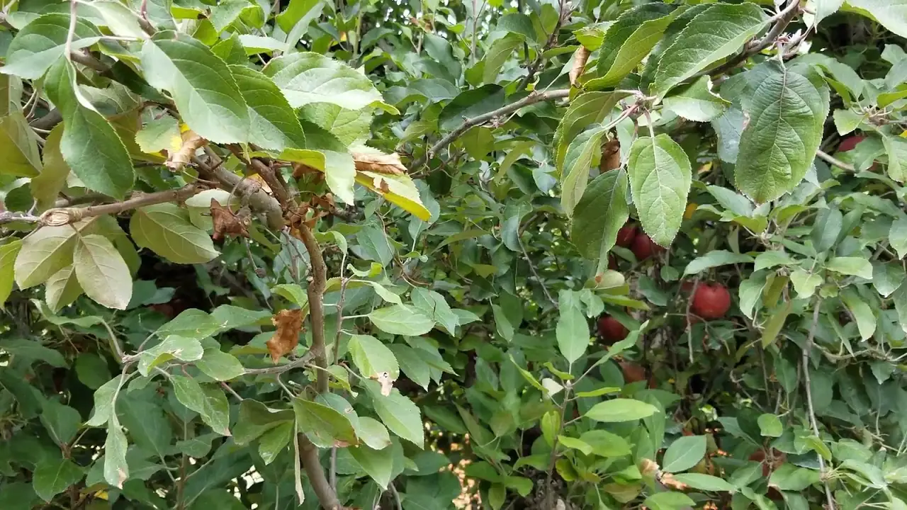B.J. Reece Orchards
