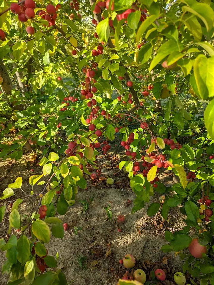 B.J. Reece Orchards
