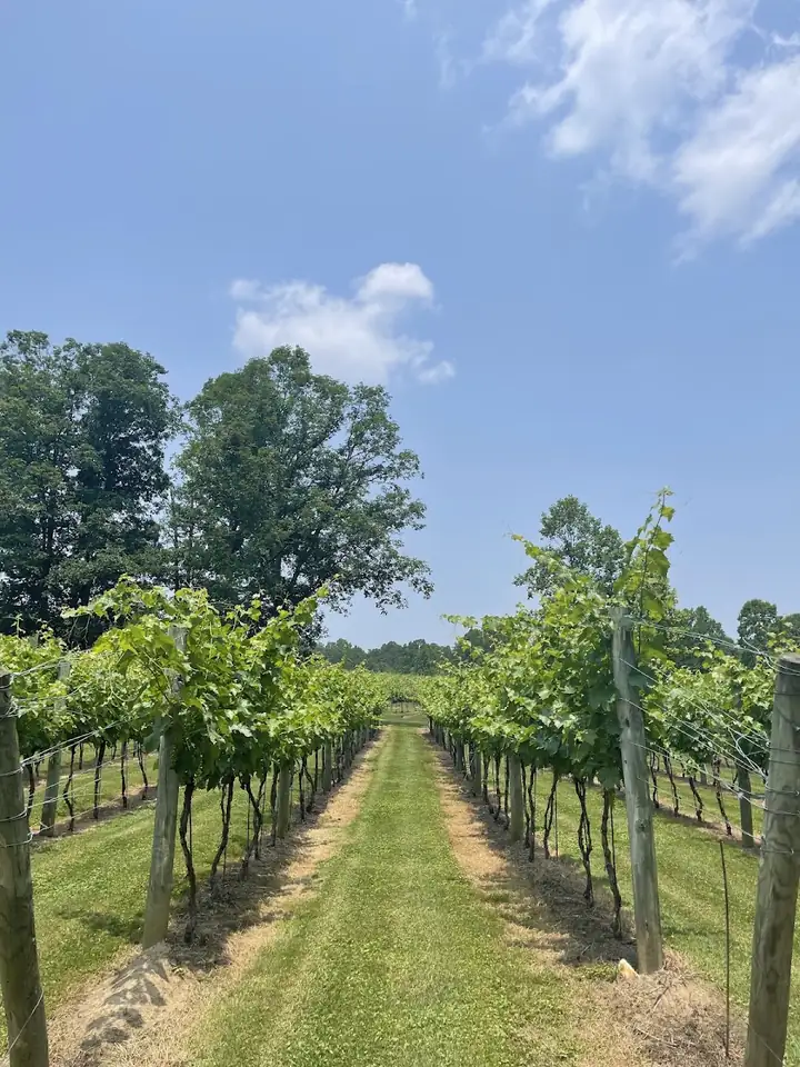 Bear Claw Vineyards