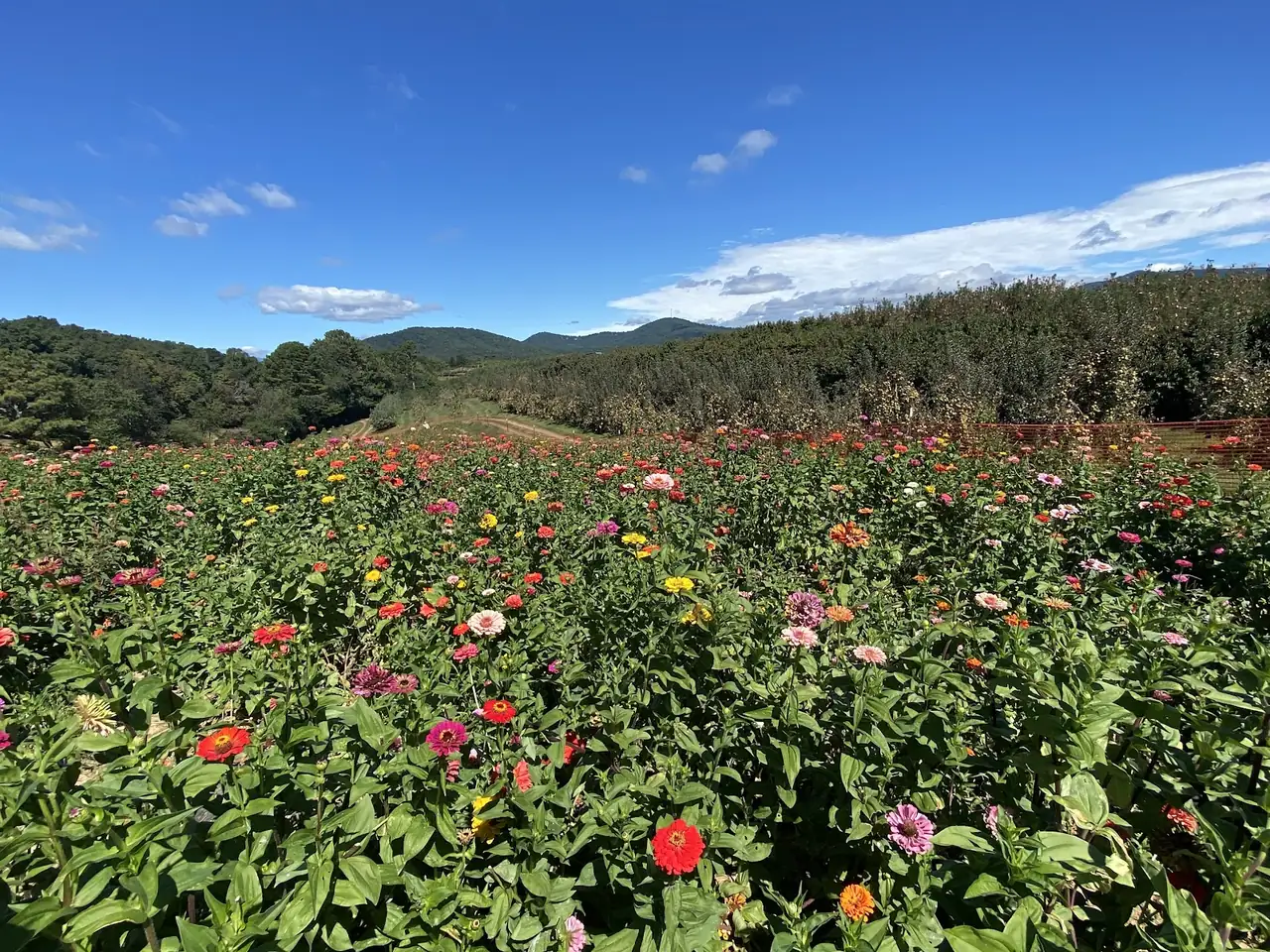 R&A Orchards