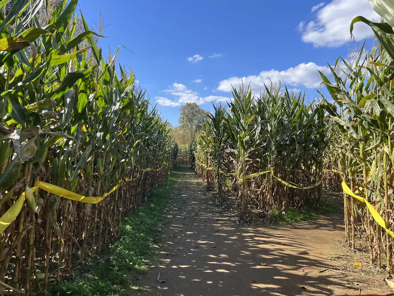 Uncle Shuck's Corn Maze & Pumpkin Patch